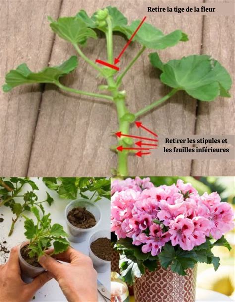Schéma des caractéristiques du Pelargonium zonale Sylvia : taille, forme des fleurs et feuillage