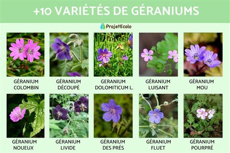 Infographie présentant les différentes variétés de géraniums oranges et leurs usages