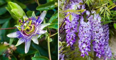 Plantes grimpantes avec fleurs violettes et rouges