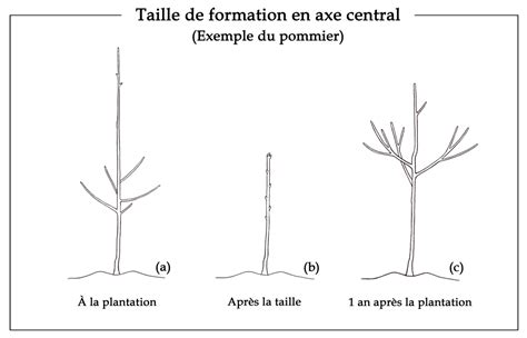 Exemple visuel d'un pommier taillé en axe central avant et après l'intervention