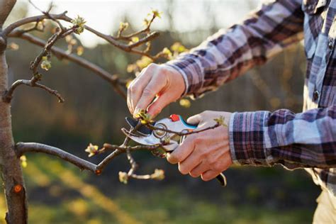Photo d'un jardinier professionnel en action, taillant un arbre fruitier