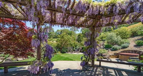 Glycine en fleur sur une pergola