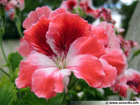 Diversité des Pelargoniums : zonal, lierre, des fleuristes, odorant
