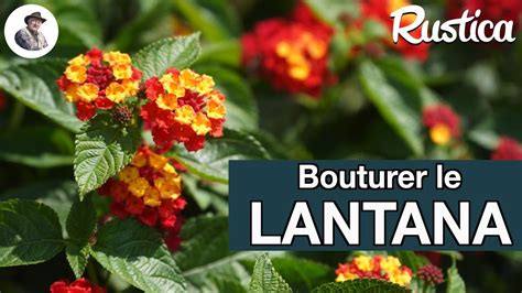 Bouture de Lantana enracinée