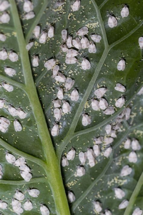 Feuillage de Lantana attaqué par des aleurodes