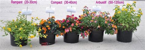 Collection Nationale de Lantana du CCVS