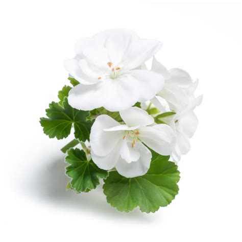 Bouteille d'hydrolat de géranium avec feuilles et fleurs