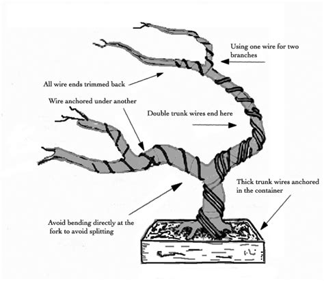 Bonsai wiring technique illustration
