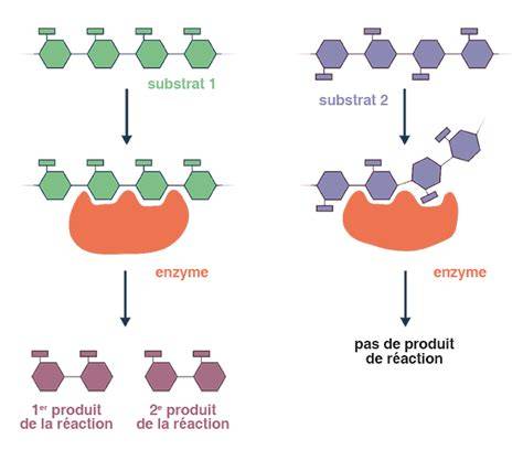 Schéma de l'hydrolyse enzymatique des Fabacées