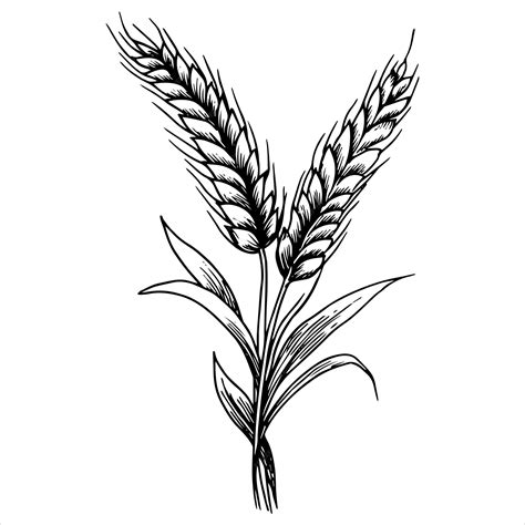 Illustration d'un épi de blé sain