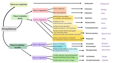 Diagramme simplifié de l'évolution des familles de plantes monocotylédones