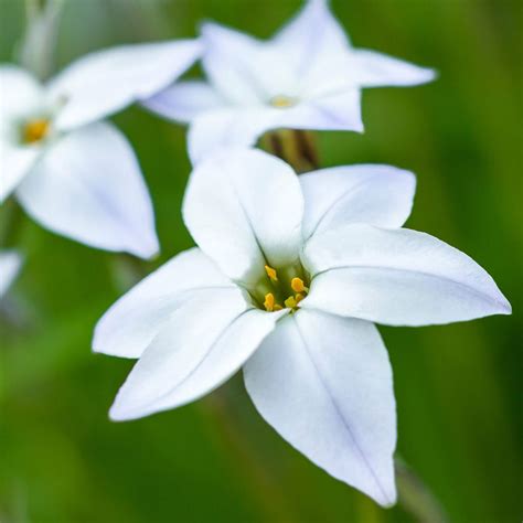 Champ d'Ipheion uniflorum en fleur