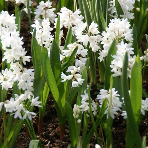 Puschkinia scilloides 'Alba' en gros plan