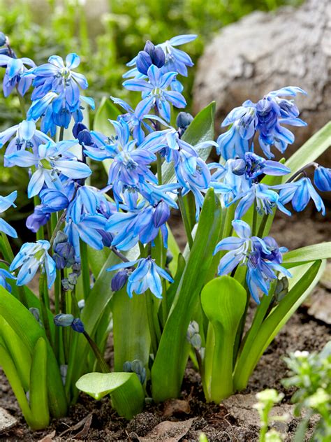 Scilla siberica 'Alba' avec ses étamines visibles