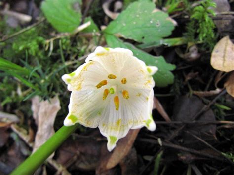 Nivéoles (Leucojum) en fleurs dans un sous-bois humide