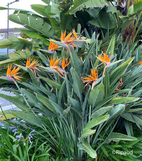 Strelitzia, ou oiseau de paradis