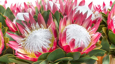 Variétés de Protea