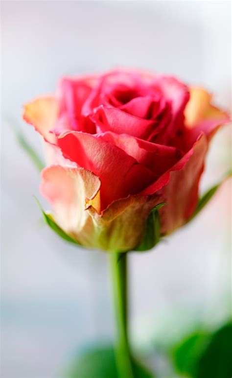 Rose équatorienne en gros plan
