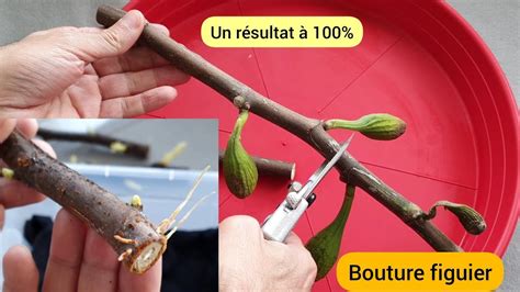 Infographie montrant les étapes du bouturage de figuier et ses avantages