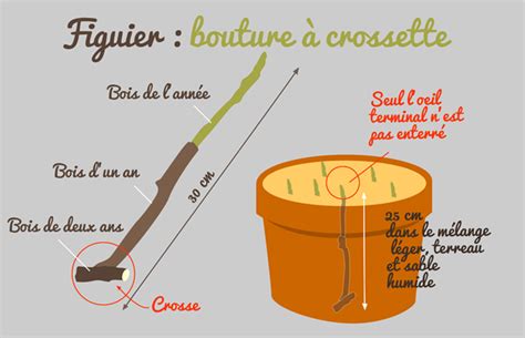 Diagramme montrant une bouture à crossette de figuier