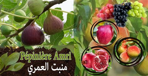 Jeunes plants d'arbres fruitiers en pépinière