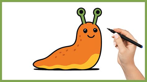 Dessin schématique d'une limace montrant sa radula