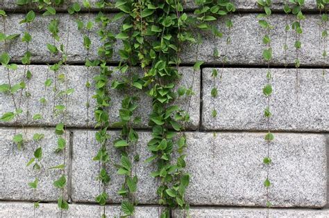 Lierre grimpant sur un mur ancien