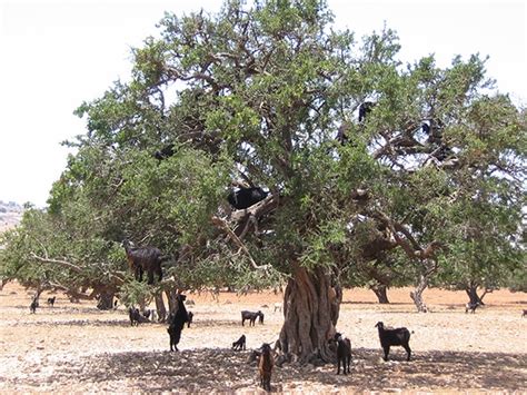 Arganier dans le paysage marocain