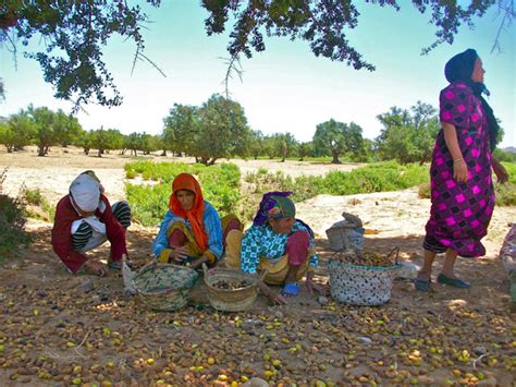 Femmes récoltant les fruits d'arganier