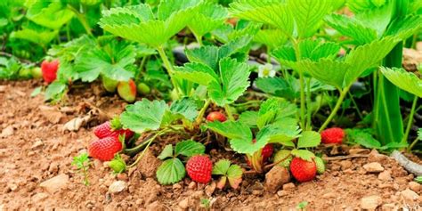 Champ de fraises en pleine floraison avec des cueilleurs