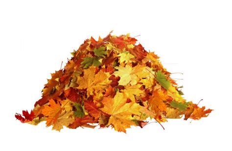 tas de feuilles mortes automnales