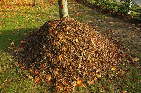 tas de compost avec feuilles mortes