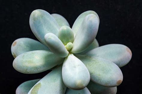 Succulente avec des feuilles ridées, signe de soif