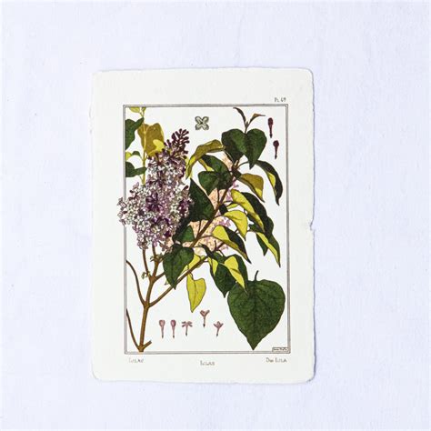 Exemple de carte botanique illustrant une plante du Far West
