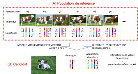 Comparaison entre sélection traditionnelle, OGM transgéniques et édition génomique (NBT)