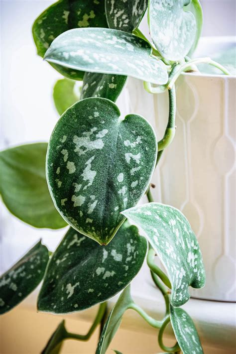 Comparaison visuelle entre un Pothos classique et un Scindapsus pictus