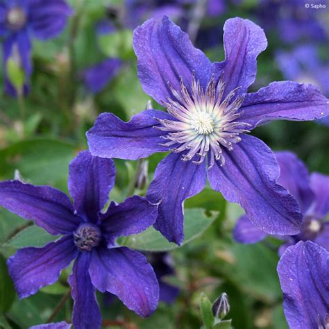 Image d'une fleur de Clematis SAPHYRA® Indigo ‘Cleminov51’