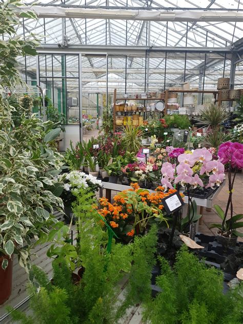 Intérieur d'une jardinerie avec des plantes