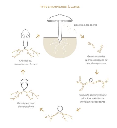 Schéma illustrant le cycle de développement des champignons dans le gazon en fonction de l'humidité et de l'aération