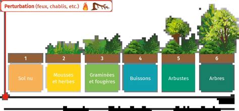 Diagramme des étapes de régénération d'une pelouse après une attaque fongique : scarification, sursemis et fertilisation