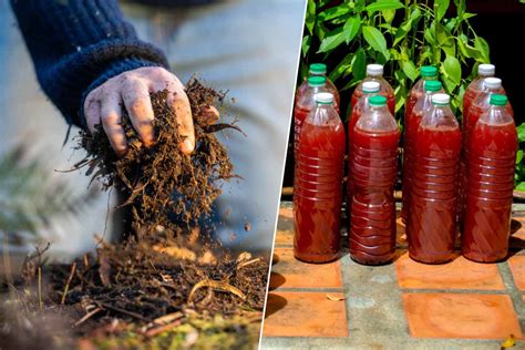bouteille contenant du thé de compost dilué prêt pour l'arrosage