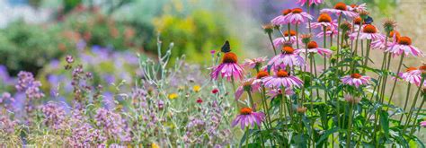 une sélection variée de plantes sauvages dans un jardin naturel