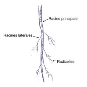 schéma illustrant la différence entre une racine pivotante et un système racinaire traçant