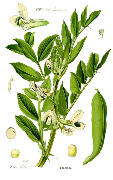 Illustration botanique de la plante Vicia faba avec ses gousses matures