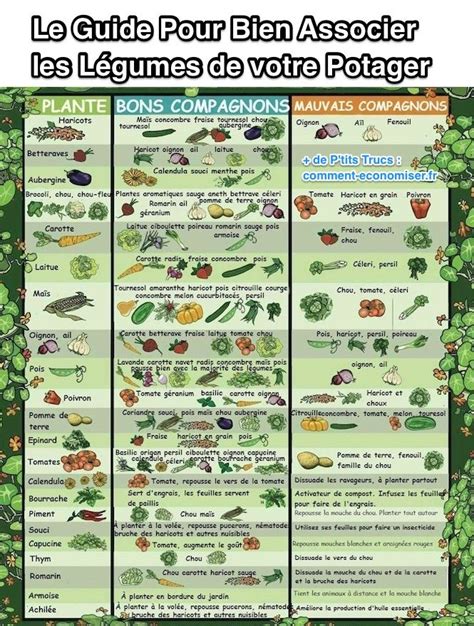 Diagramme de compagnonnage au potager plantes amies et ennemies de la fève