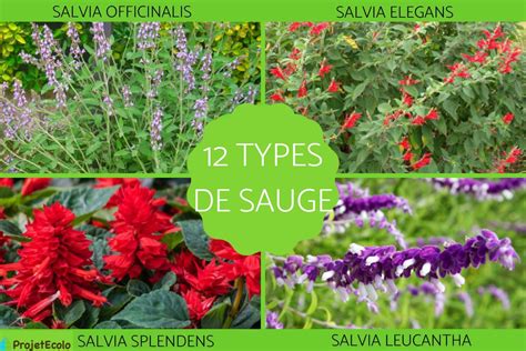 Illustration de différentes variétés de sauges avec des fleurs colorées