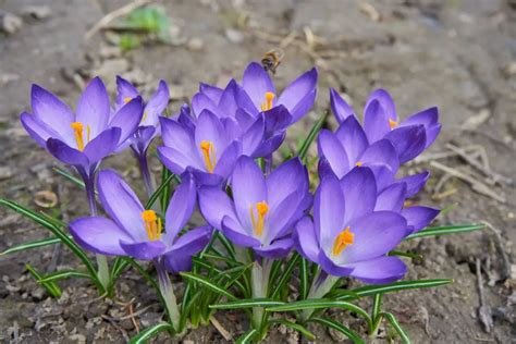 Illustration de diverses espèces de crocus en fleurs