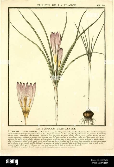 Illustration botanique montrant la structure d'un corme de crocus et ses racines filiformes
