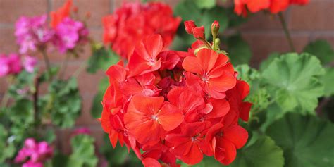 Différence entre les fleurs de pélargonium et de géranium vivace