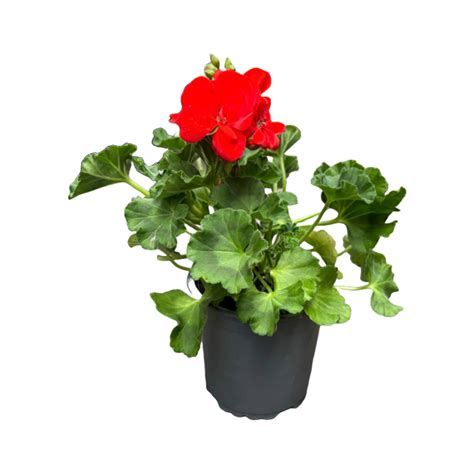 Géranium zonal rouge en pot